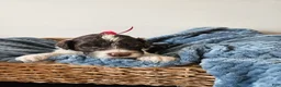 Portuguese Water Dog dogs for sale: Dash - Ad 4