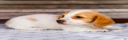 Miniature Dachshund dogs for sale: Charlotte - Ad 3