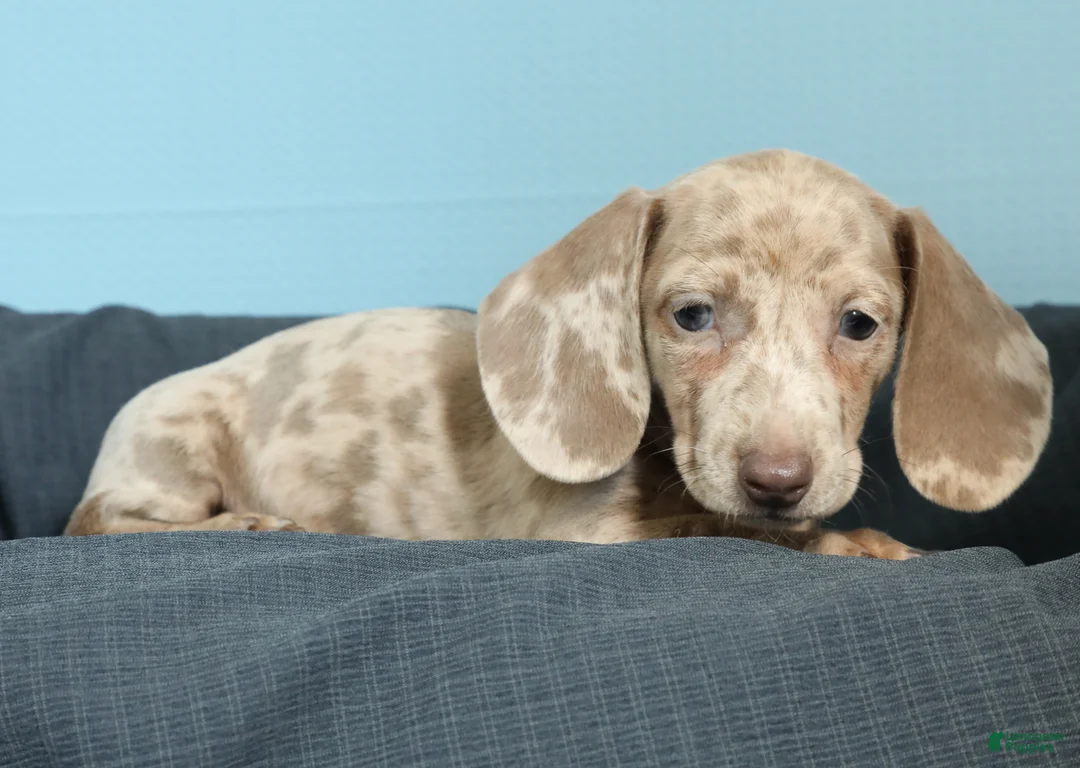 Miniature Dachshund dogs for sale: Nina - Ad 6
