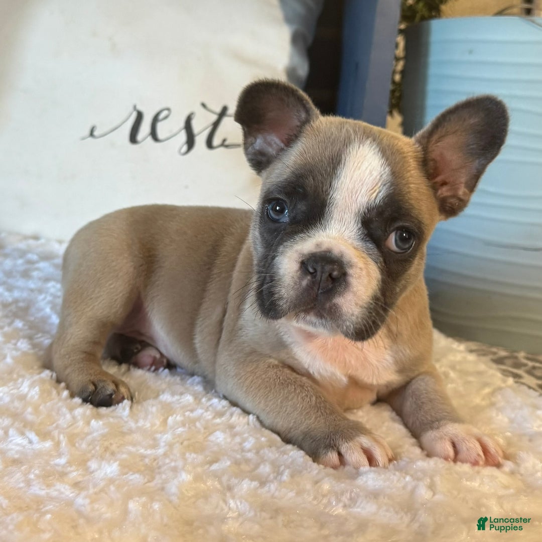 French Bulldog dogs for sale: Alex - Ad 31