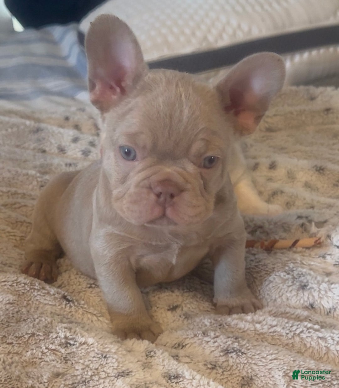 French Bulldog dogs for sale: French Bulldog Puppy 3 - Ad 2