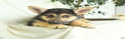 Gerberian Shepsky dogs for sale: Mandy - Ad 3
