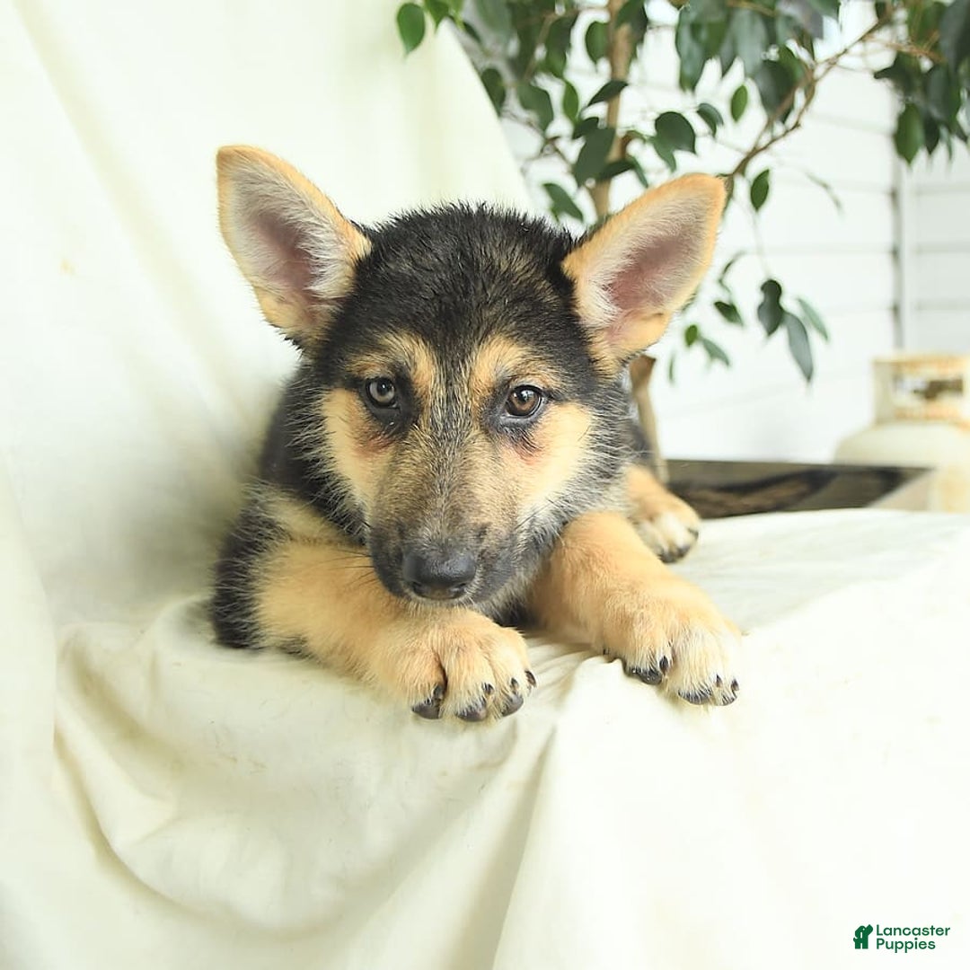 Gerberian Shepsky dogs for sale: Mandy - Ad 3