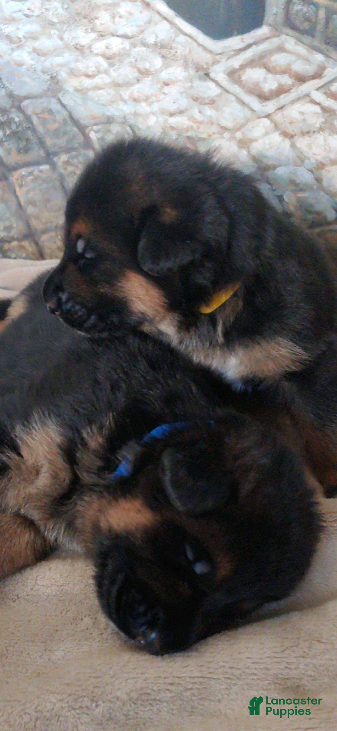 German Shepherd dogs Betty - Ad 2