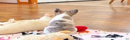 French Bulldog dogs for sale: Blue eye, beauty - Ad 2