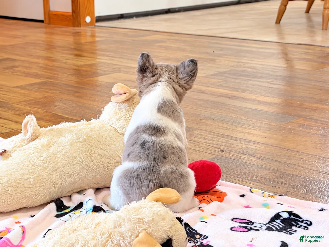 French Bulldog dogs for sale: Blue eye, beauty - Ad 2