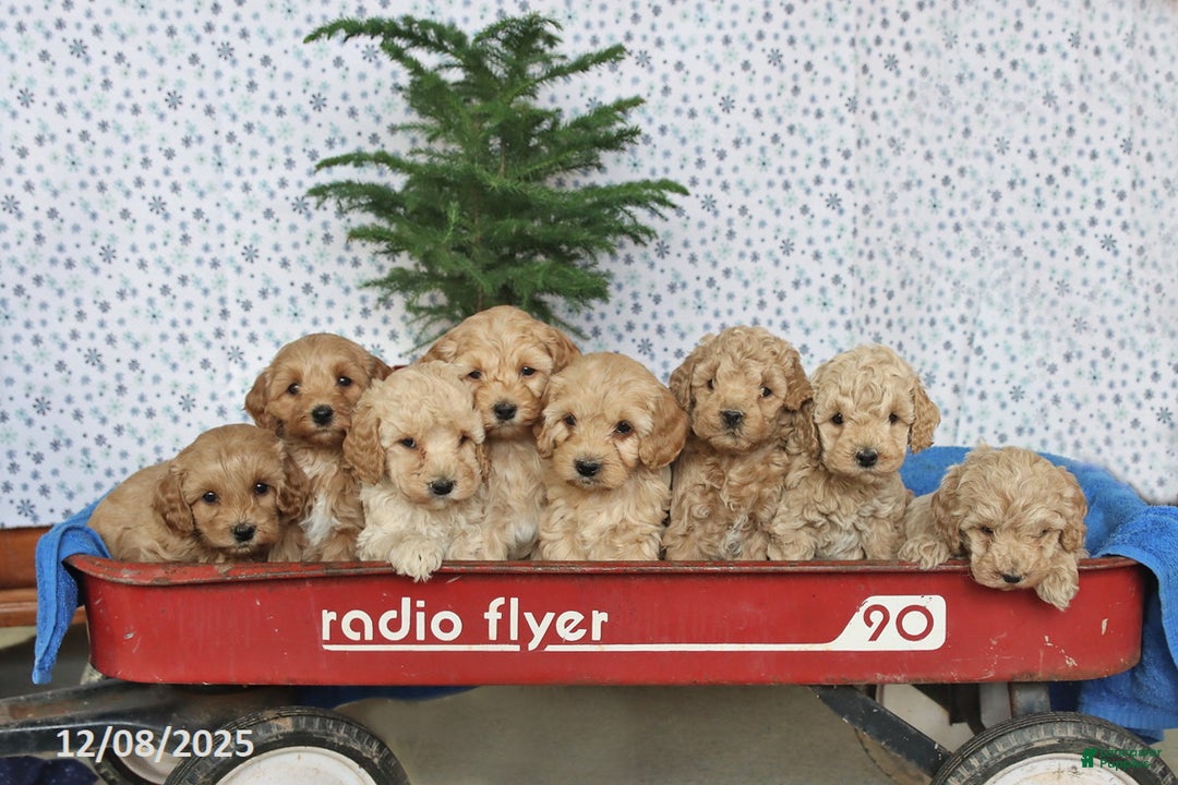 Cockapoo dogs for sale: Cocoa - Ad 2