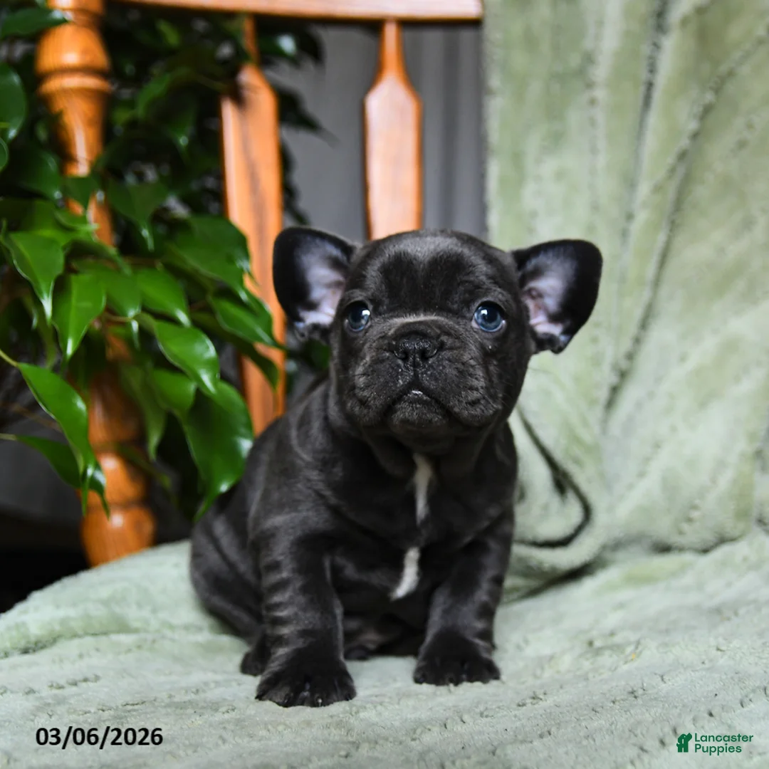 French Bulldog dogs for sale: Adam - Ad 2