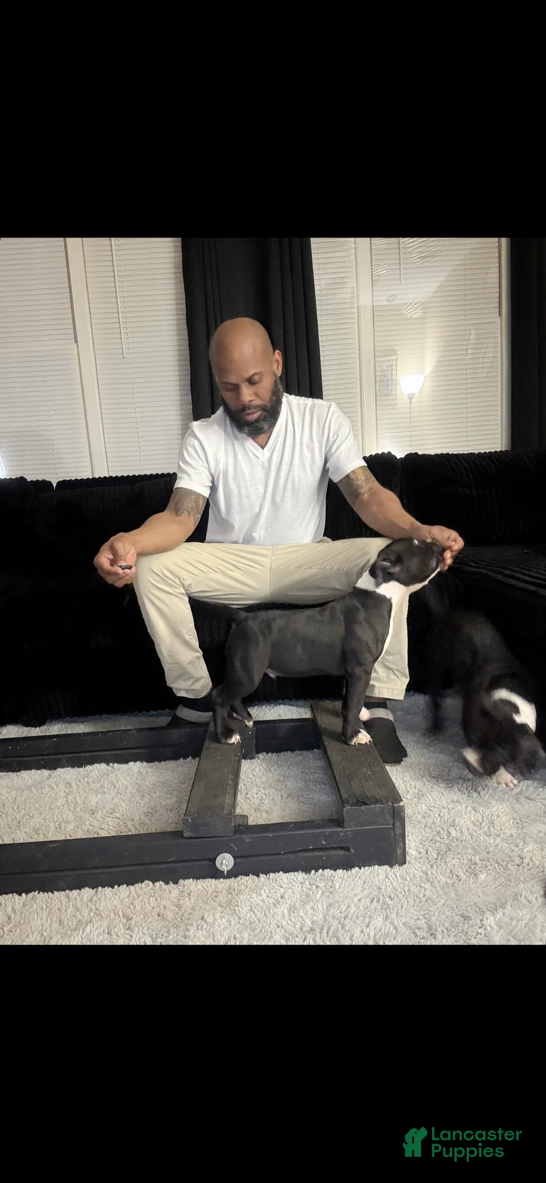 American Bully dogs for sale: Apollo - Ad 1