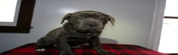 Cane Corso dogs for sale: Cane Corso Puppy 2 Star - Ad 2