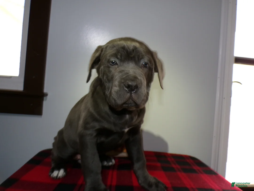 Cane Corso dogs for sale: Cane Corso Puppy 2 Star - Ad 2