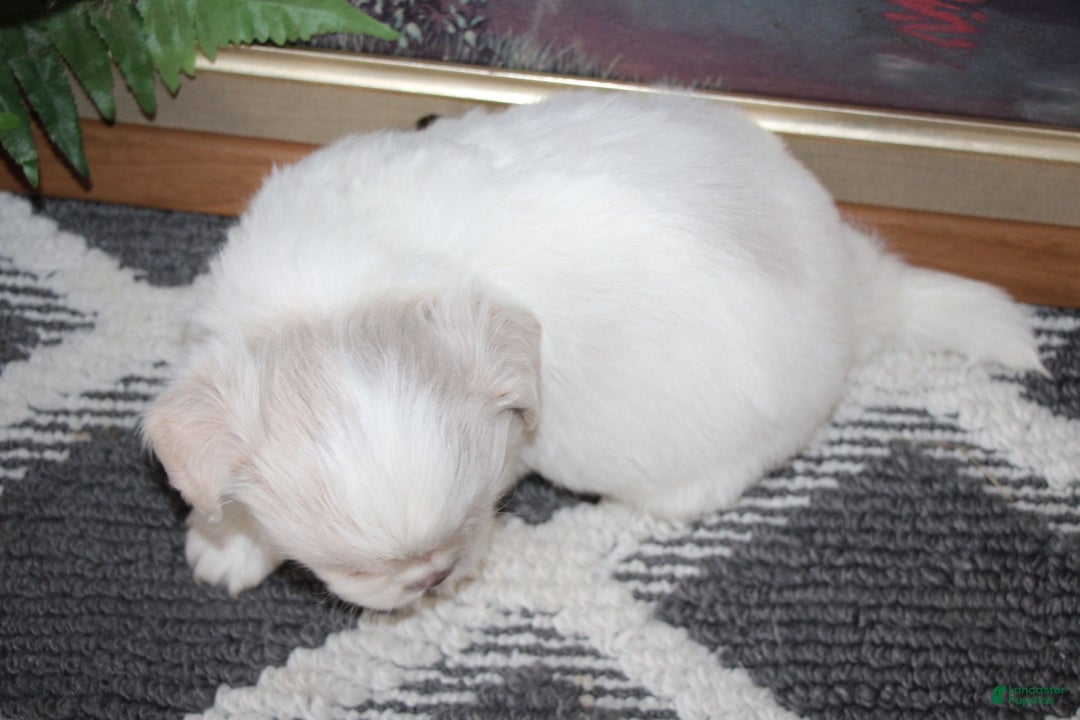 Shih Tzu dogs for sale: Ollie - Ad 7