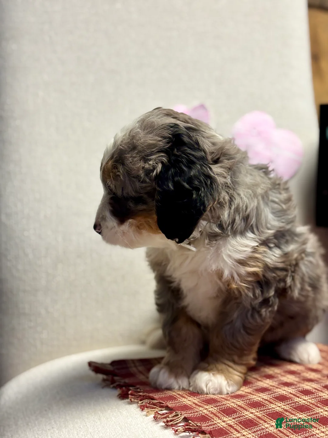 Mini Bernedoodle dogs for sale: Callie Mini Bernedoodle Puppy 1 - Ad 5