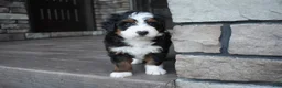 Mini Bernedoodle dogs for sale: Chester - Ad 10