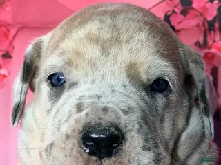 Great Dane dogs Fabian - Fawn Merle - Ad 21