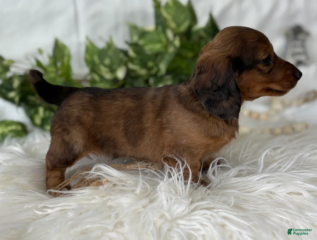 Miniature Dachshund dogs for sale: Sonny Boy Miniature Dachshund  - Ad 10