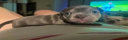 American Bully dogs for sale: Bluey  - Ad 4