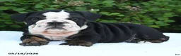English Bulldog dogs for sale: Sheila - Ad 2