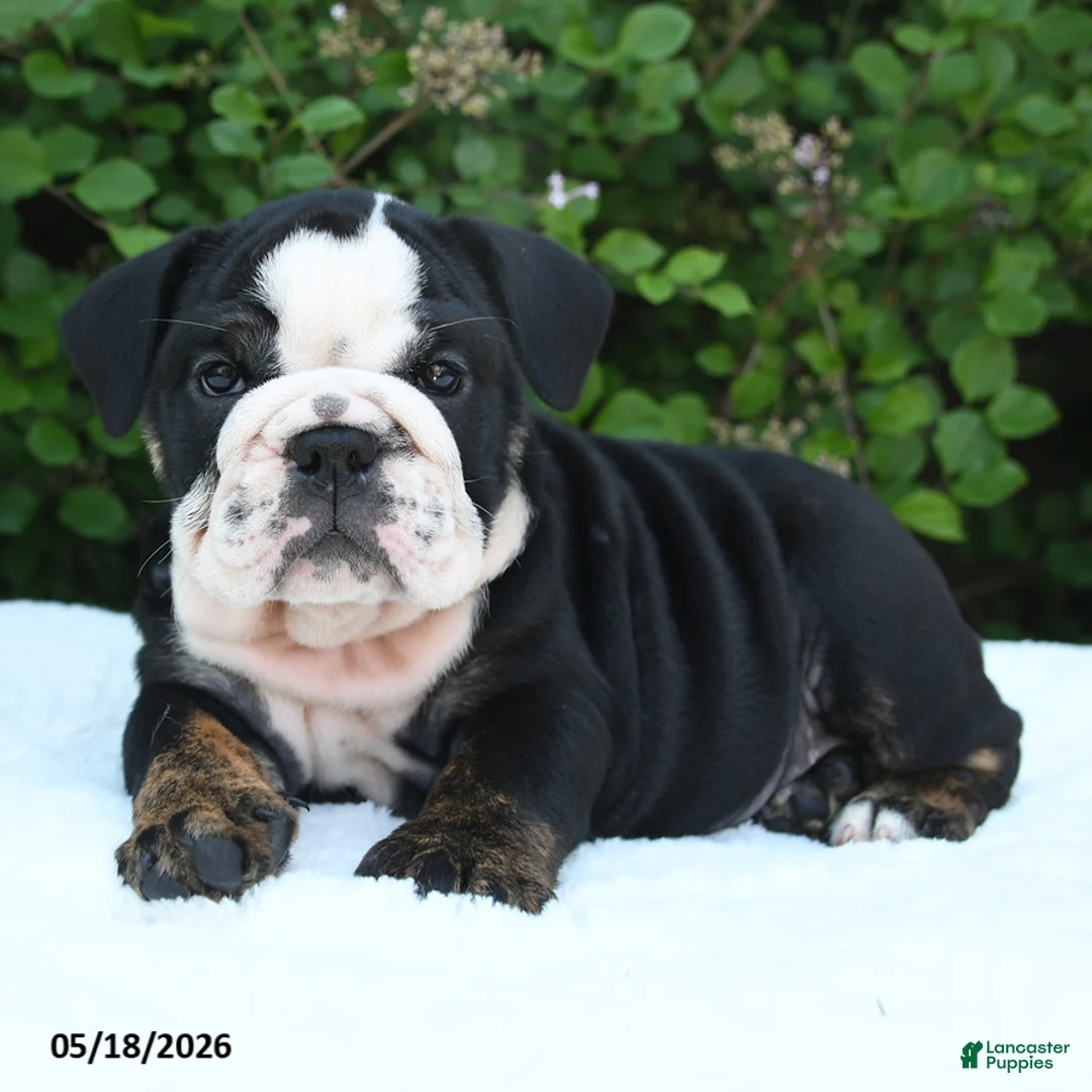 English Bulldog dogs for sale: Sheila - Ad 2