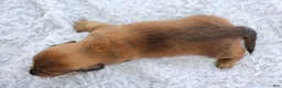 Miniature Dachshund dogs for sale: Miniature Dachshund 5 - Ad 4