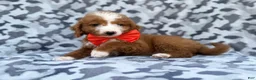 Mini Goldendoodle dogs for sale: Lawton - Ad 5