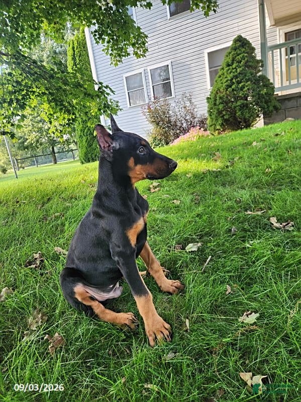 Doberman Pinscher dogs Kodiak - Ad 2