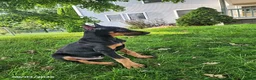 Doberman Pinscher dogs for sale: Kodiak - Ad 2