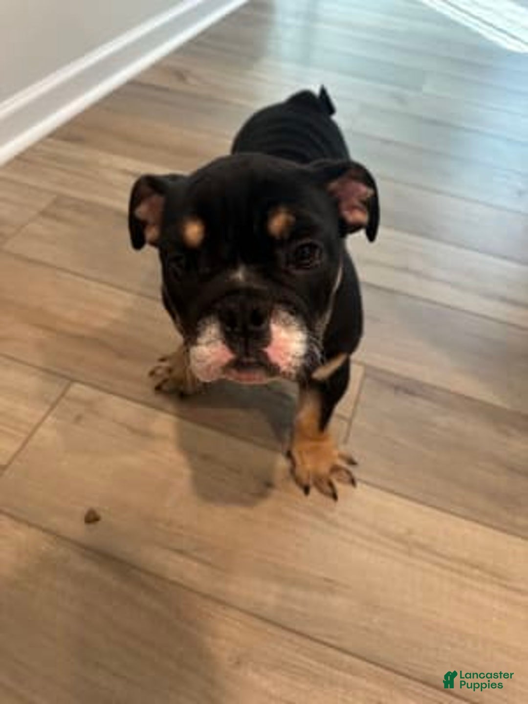 Gallery Image {{count}}