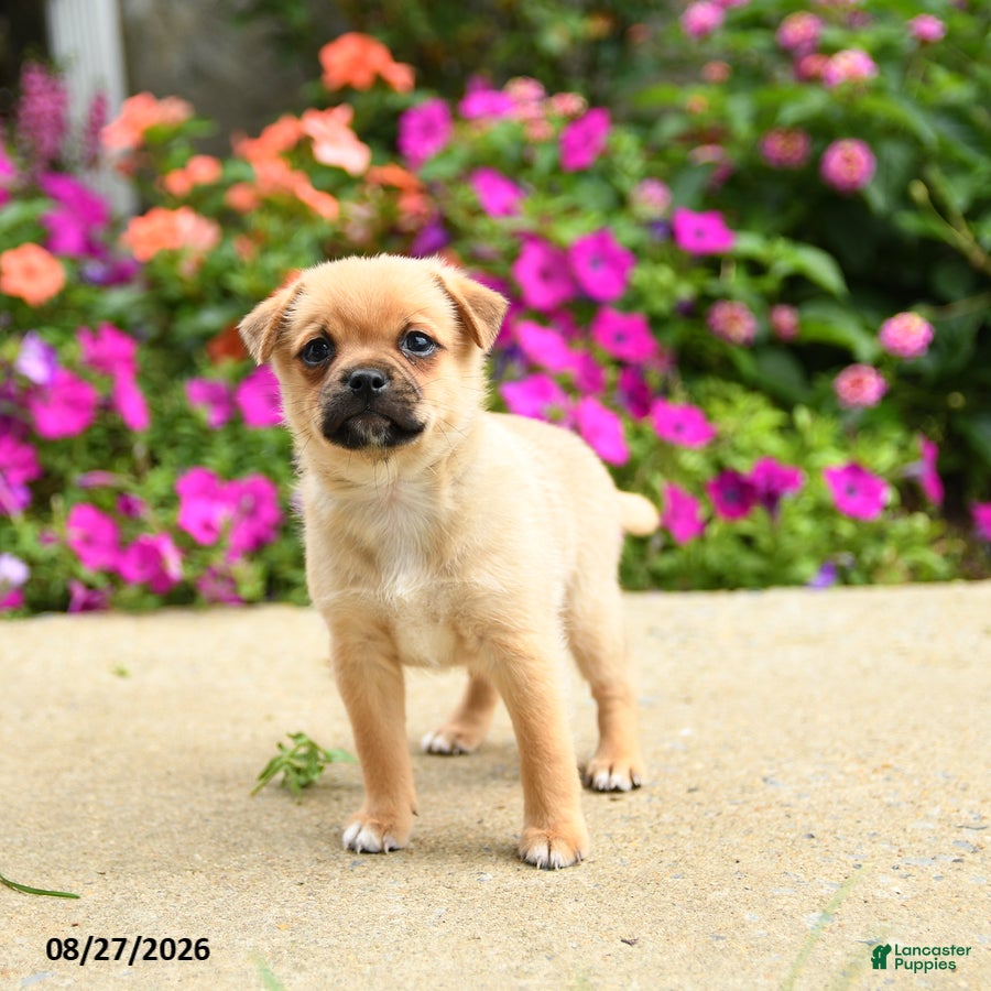 Mixed Breed dogs Troy - Ad 2