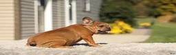 French Bulldog dogs for sale: Otto – Fawn Brindle - Ad 9