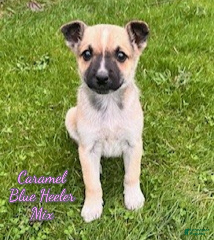 Mixed Breed dogs Caramel - Ad 1