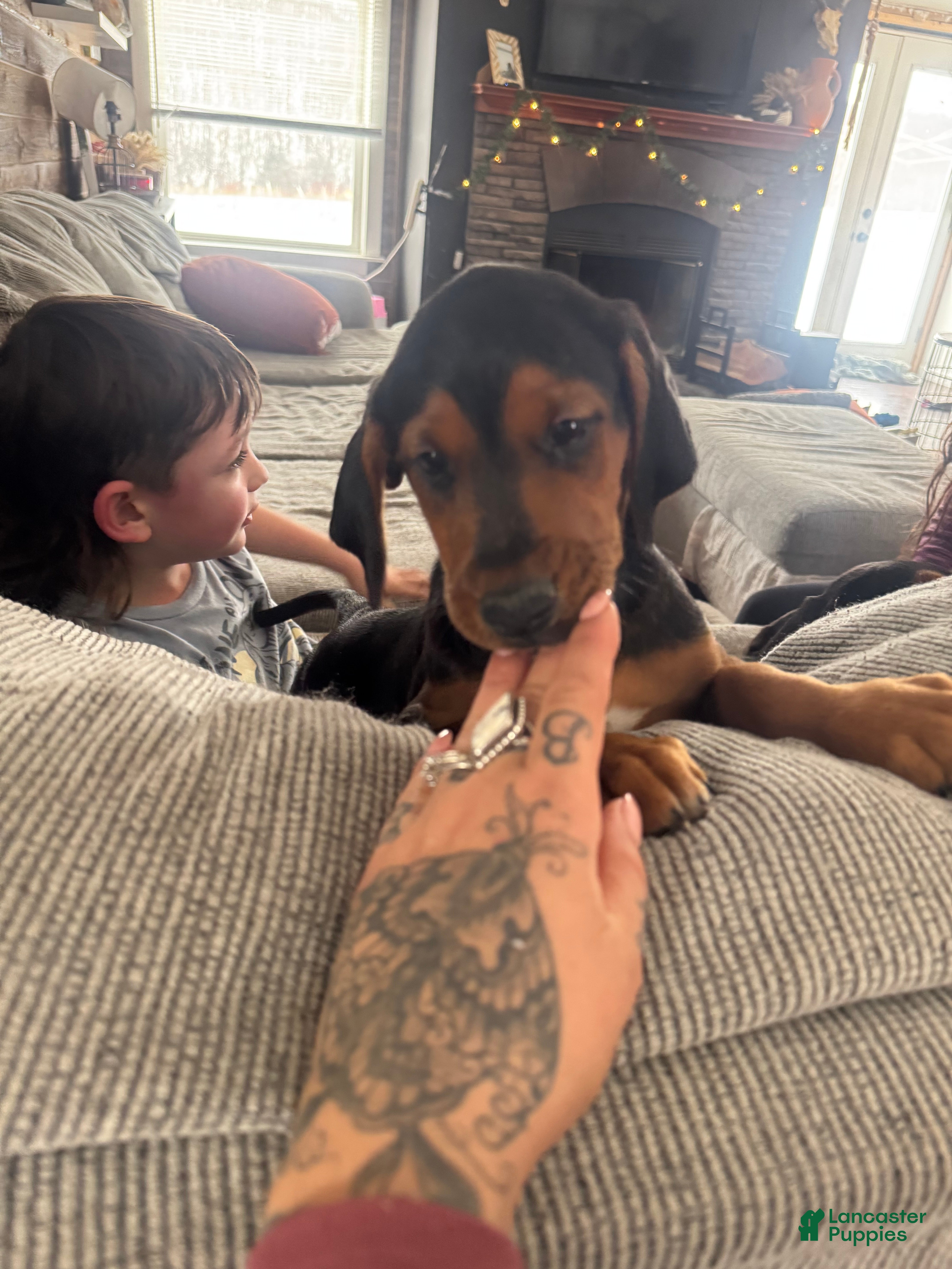 Mixed Breed dogs Mixed Breed Puppy 6 - Ad 42