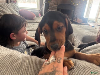 Mixed Breed dogs Mixed Breed Puppy 6 - Ad 35