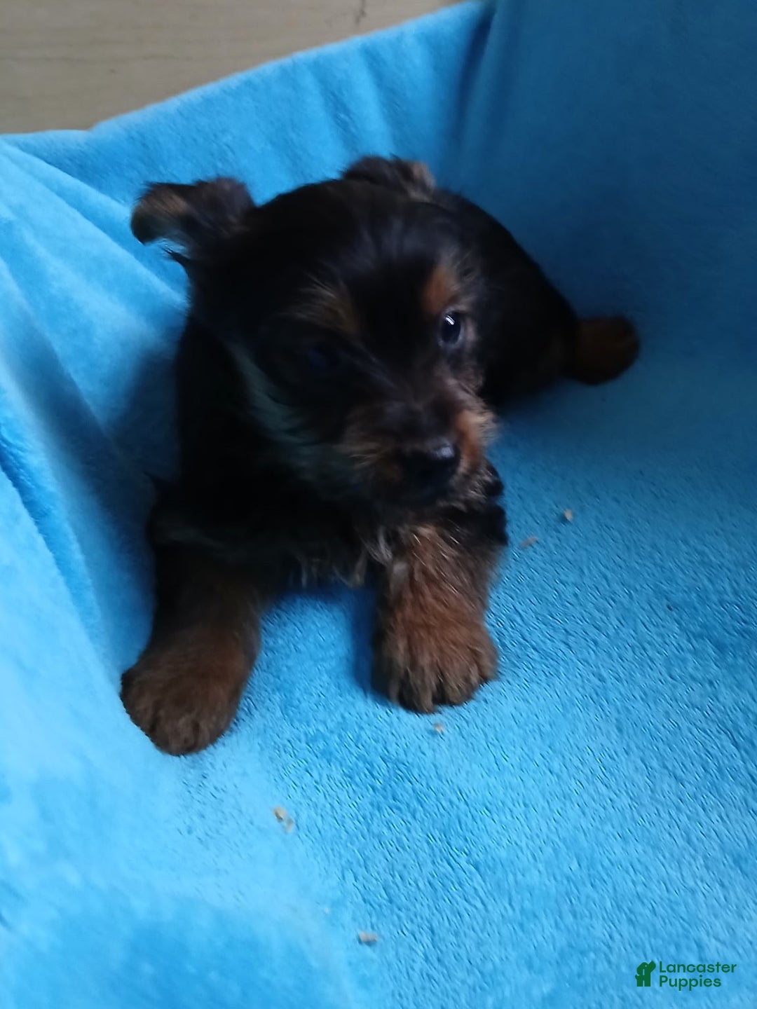 Yorkshire Terrier dogs for sale: Bruce - Ad 2