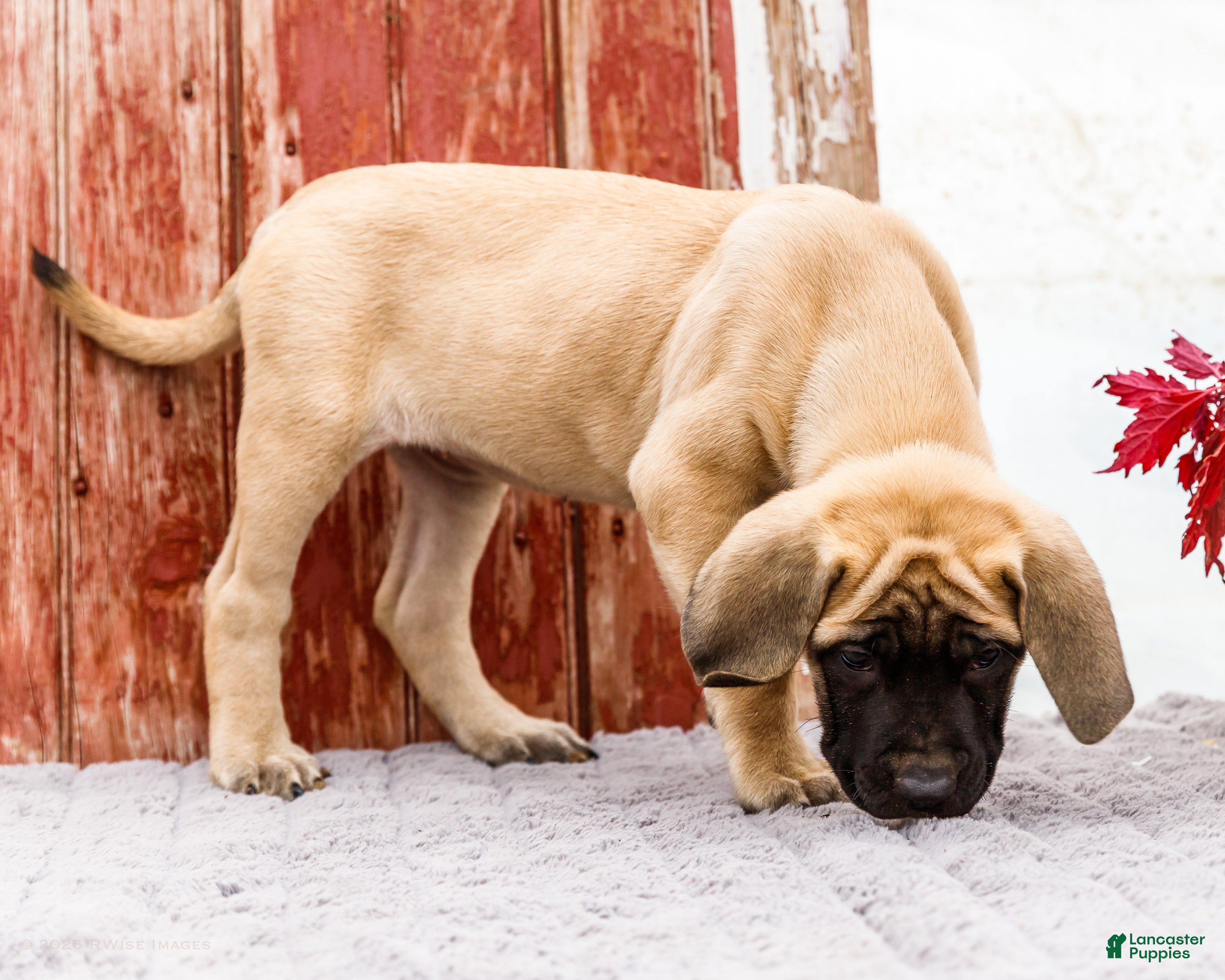 English Mastiff dogs Missy - Ad 2