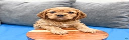 Cocker Spaniel dogs for sale: Hazel - Ad 2