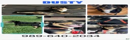 Border Collie dogs for sale: Dusty - Ad 1