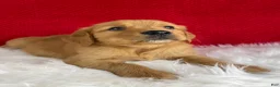 Golden Retriever dogs for sale: Simba - Ad 4