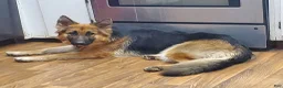 German Shepherd dogs for sale: Orange collar - Ad 5