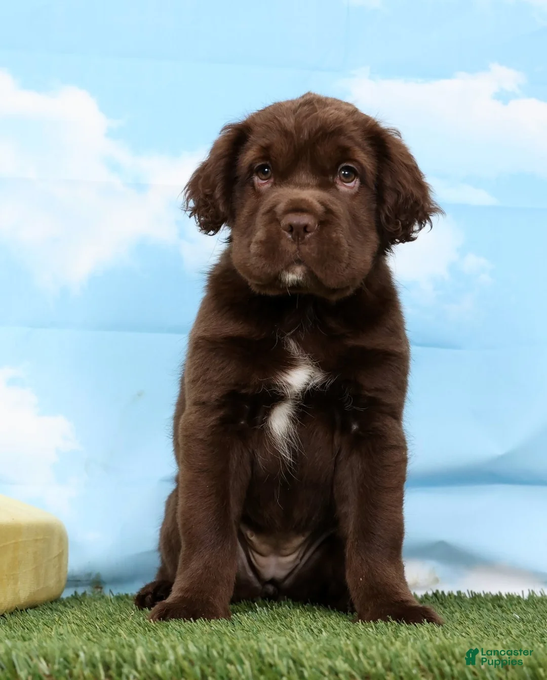 Mini Hippo dogs for sale: Alexa - Ad 2