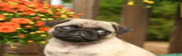 Pug dogs for sale: Lily - Ad 5