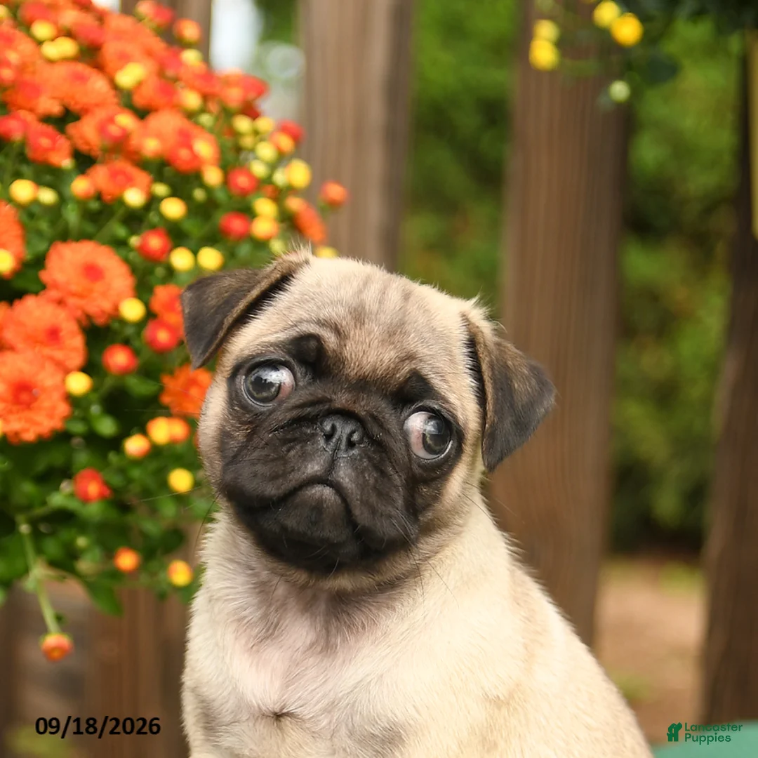 Pug dogs for sale: Lily - Ad 5
