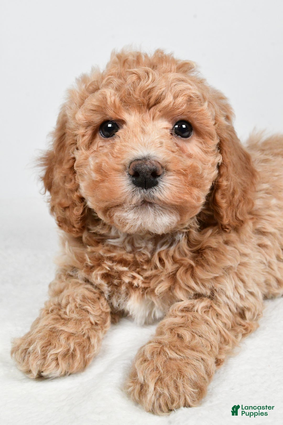 Bichpoo dogs for sale: Teddy - Ad 6