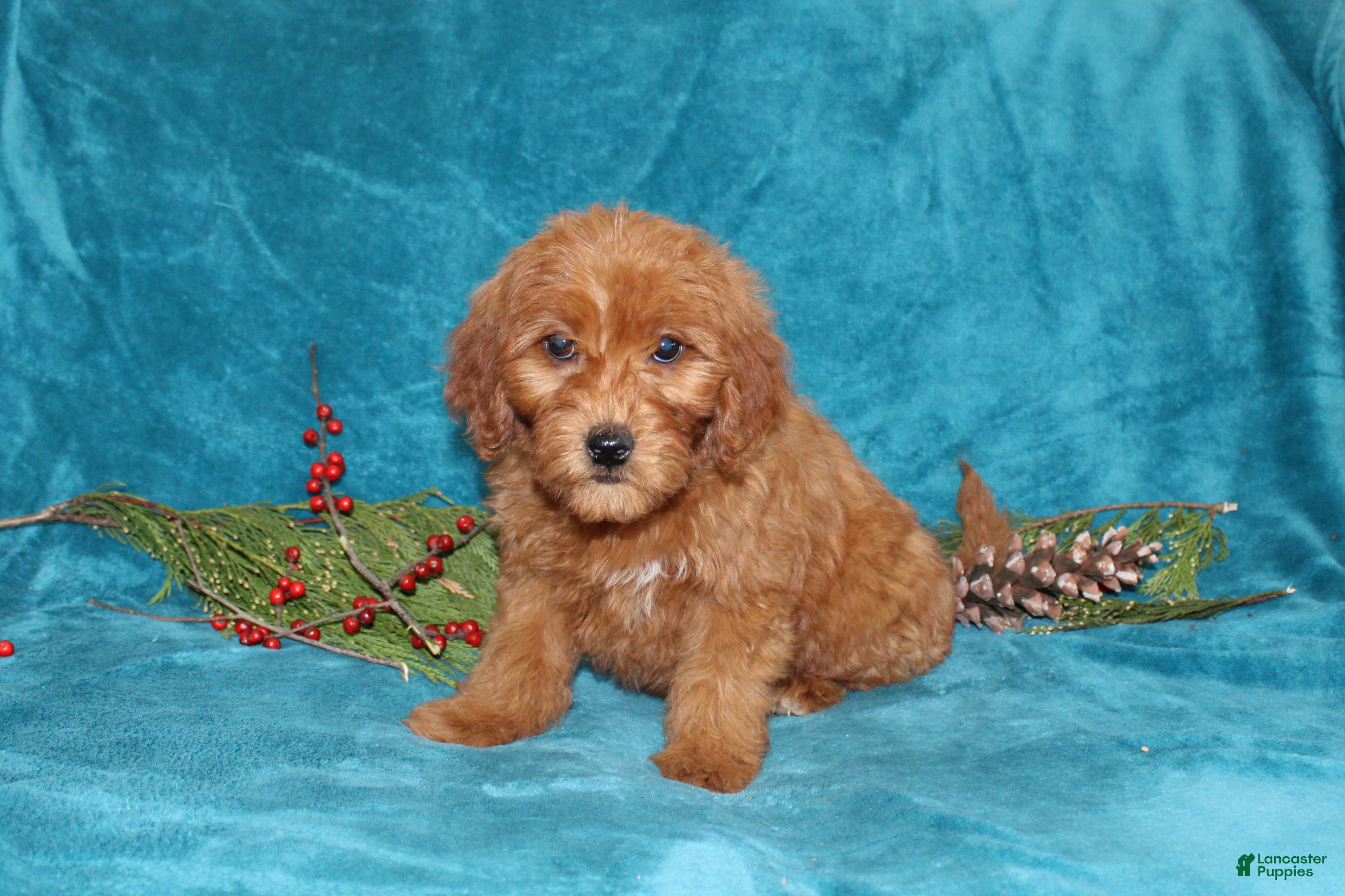 Mini Goldendoodle dogs Joy - Ad 37