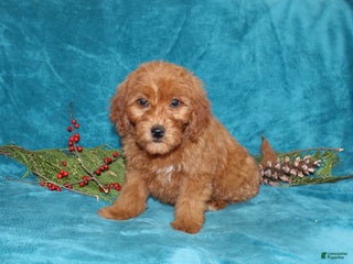 Mini Goldendoodle dogs Joy - Ad 37