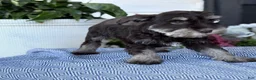 Miniature Schnauzer dogs for sale: Logan - Ad 14