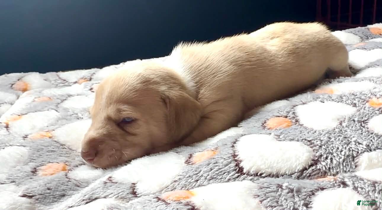 Miniature Dachshund dogs Miniature Dachshund Puppy 4 - Ad 2