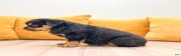 Rottweiler dogs for sale: Indie - Ad 5