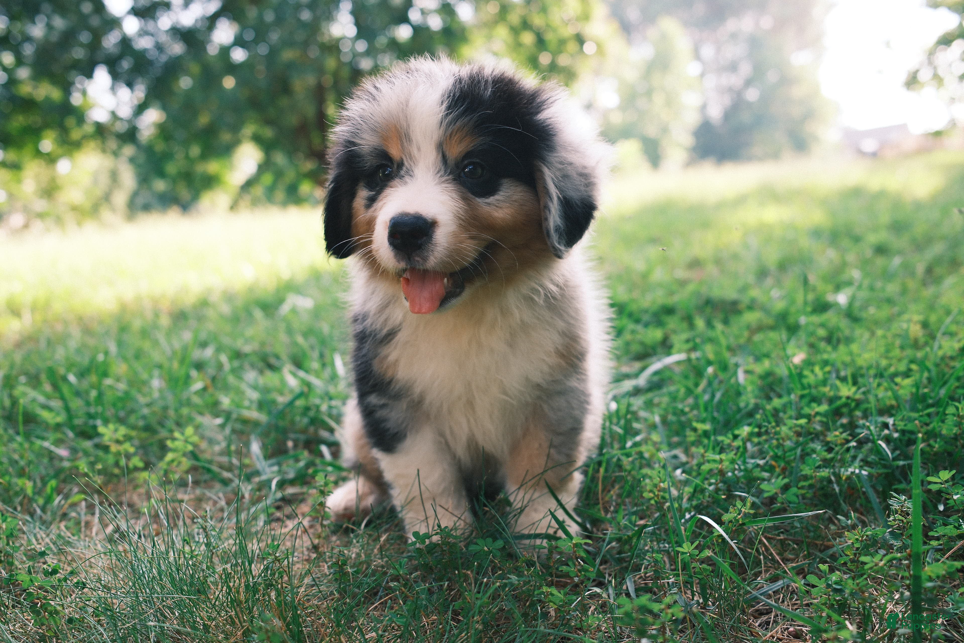 Mixed Breed dogs Blue Merle 3 - Ad 2