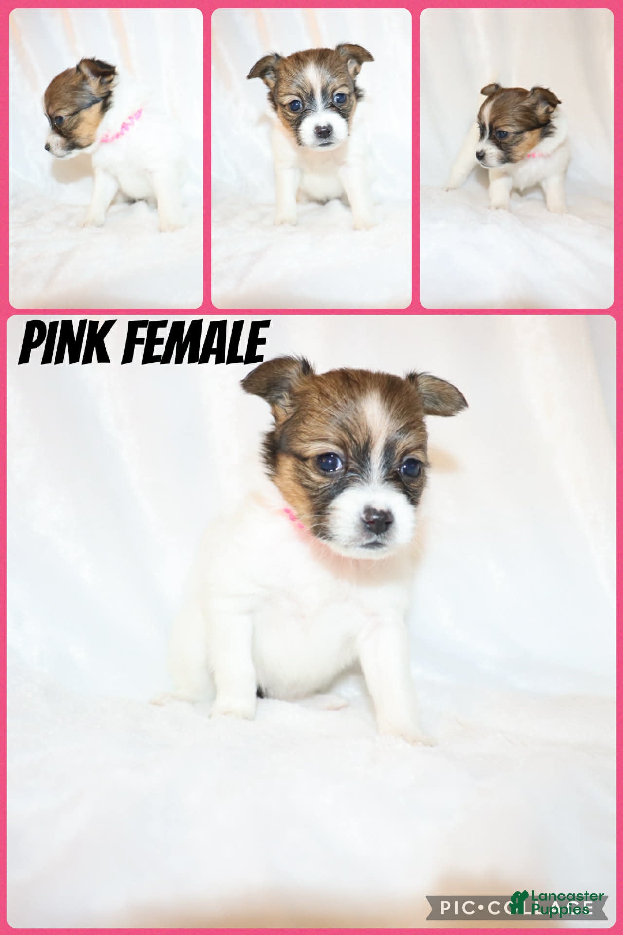 Papillon dogs Pink girl - Ad 37
